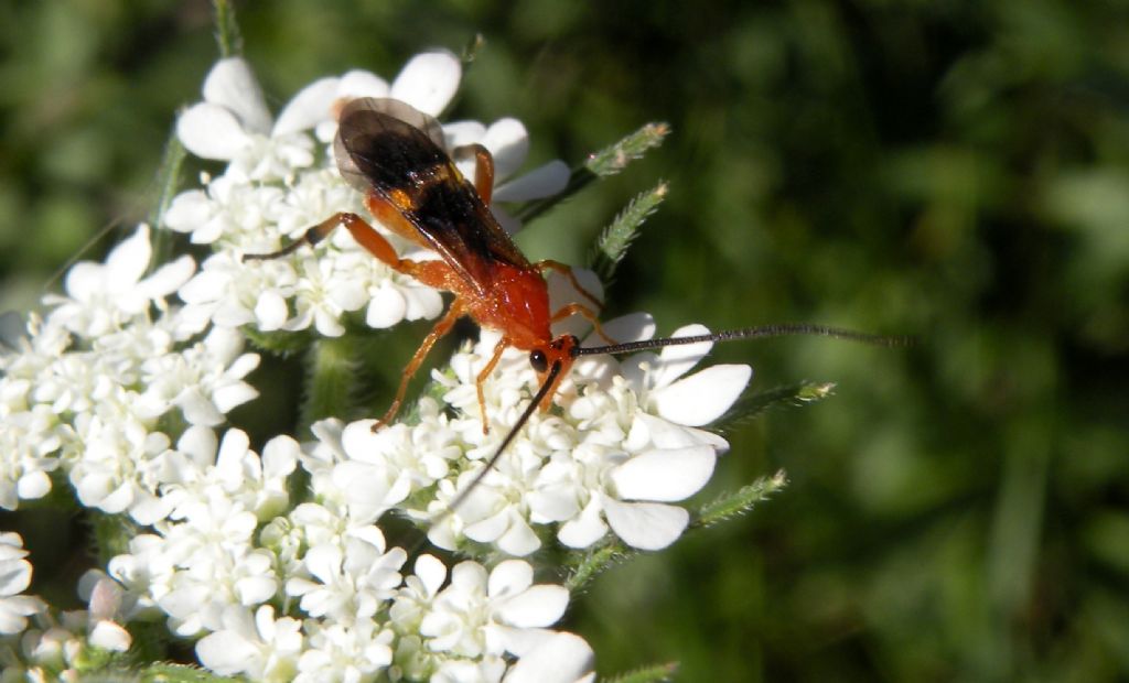 Verosimile Cremnops desertor